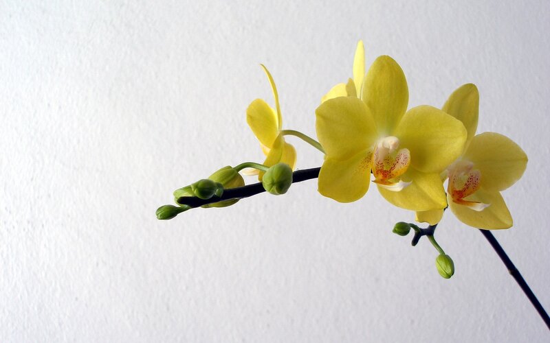 Yellow Orchid Flower — Calm, Photograph, Buds