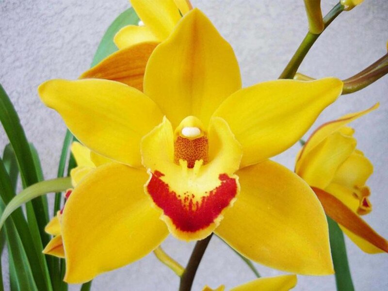 Yellow Orchid Flower — Calm, Photograph, Green Leaves