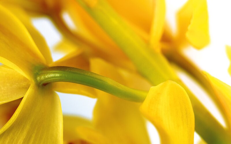 Yellow Orchid Flower — Calm, Photograph, Petal, Stem, Green