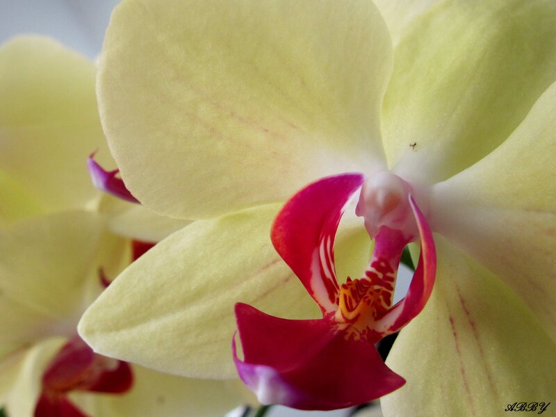 Yellow Orchid Flower — Calm, Photograph, Petals, Center, Background