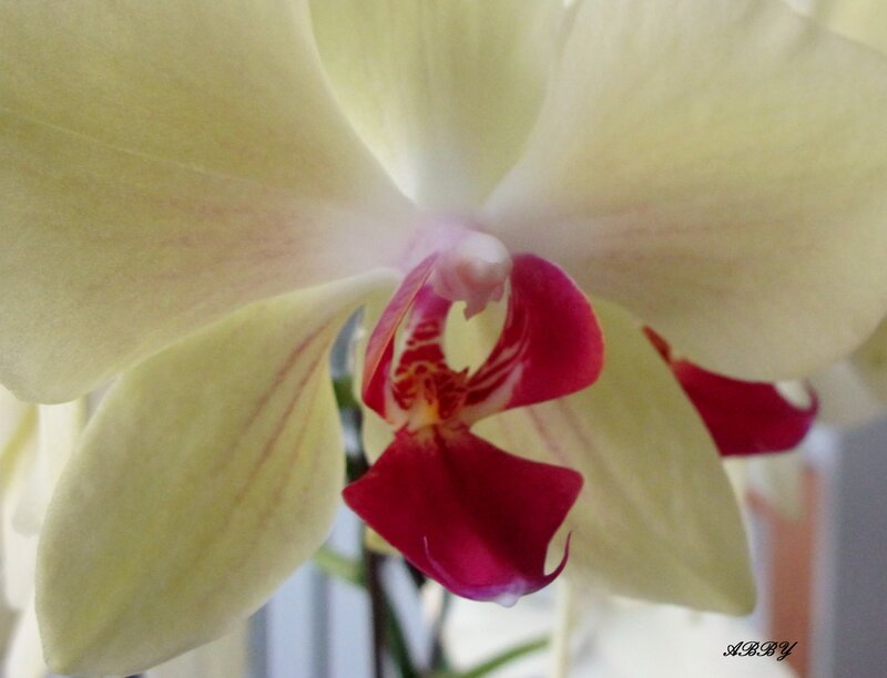 Yellow Orchid Flower — Calm, Photograph, Petals, Center