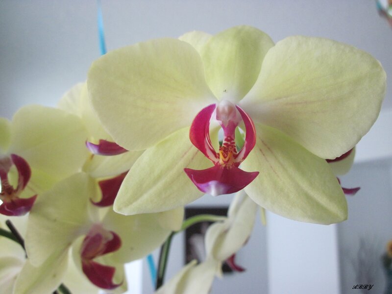 Yellow Orchid Flower — Calm, Photograph, Petals, Stem