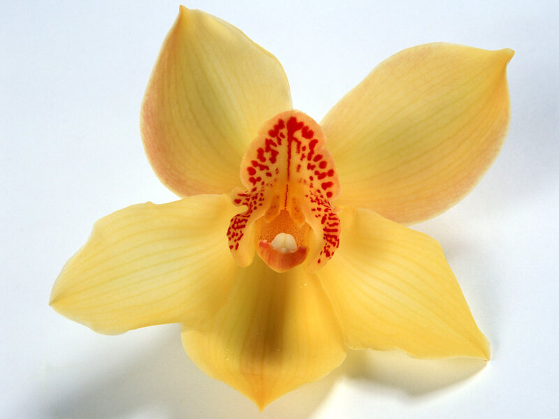 Yellow Orchid Flower — Calm, Photograph, Petals