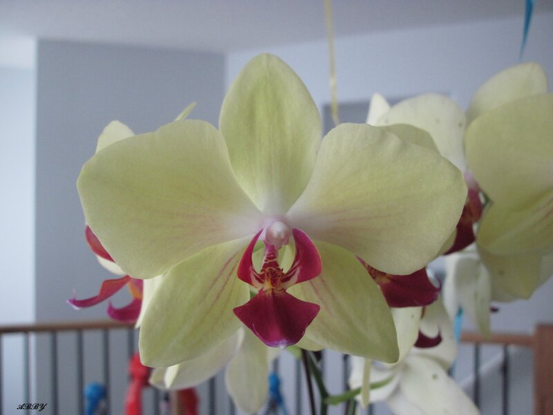 Yellow Orchid Flower — Calm, Photograph, Railing