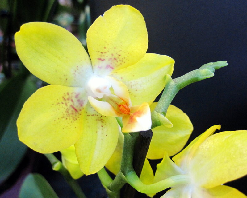 Yellow Orchid Flower — Calm, Photograph, Stem