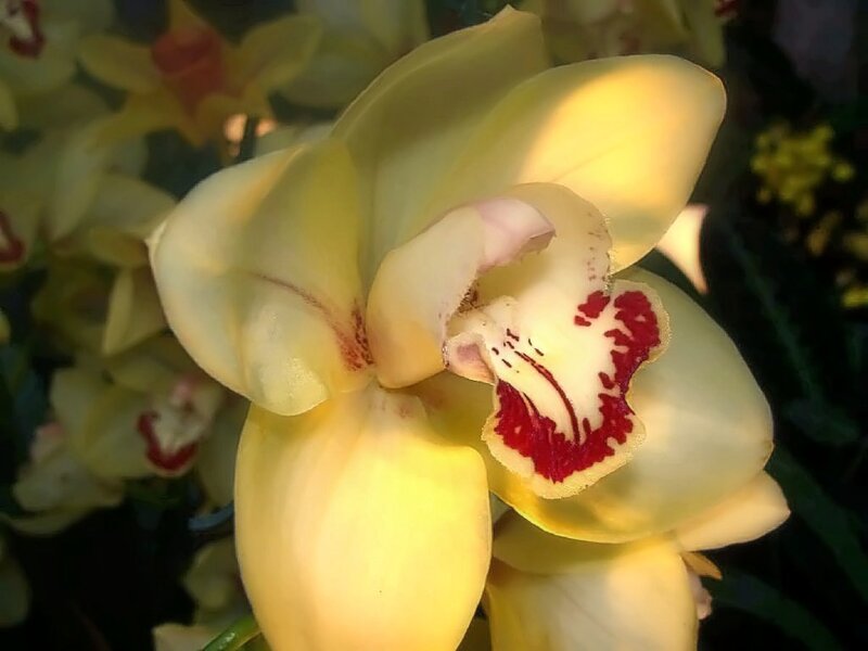 Yellow Orchid Flower — Calm, Photograph