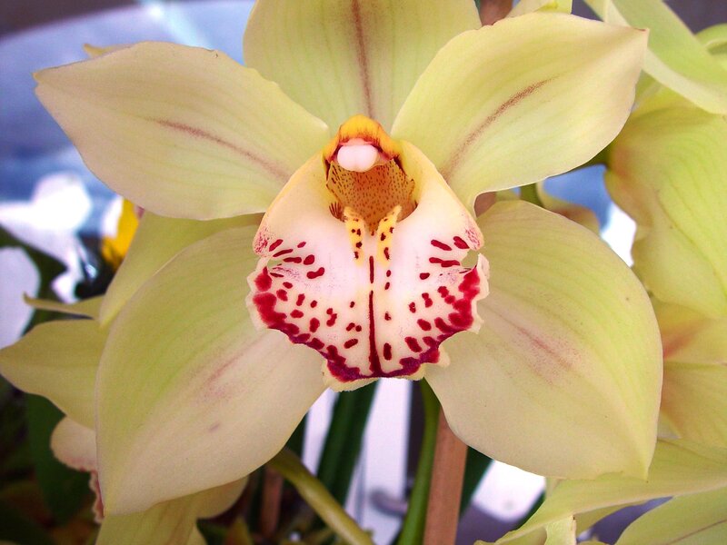 Yellow Orchid Flower — Calm
