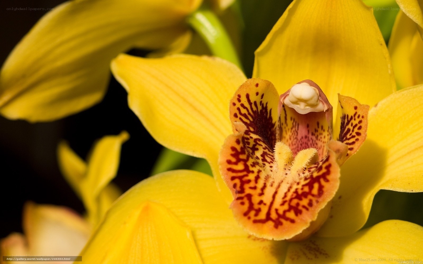 Yellow orchid flower close-up