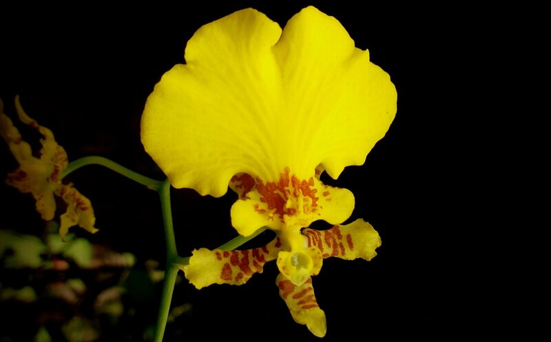 Yellow Orchid Flower — Dramatic, Photograph, Stem