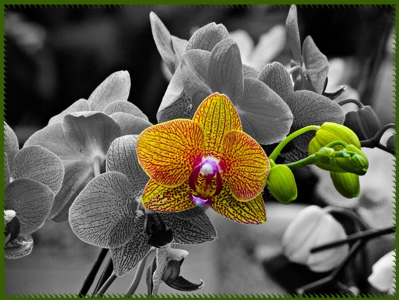 Yellow Orchid Flower — Dramatic, Photograph