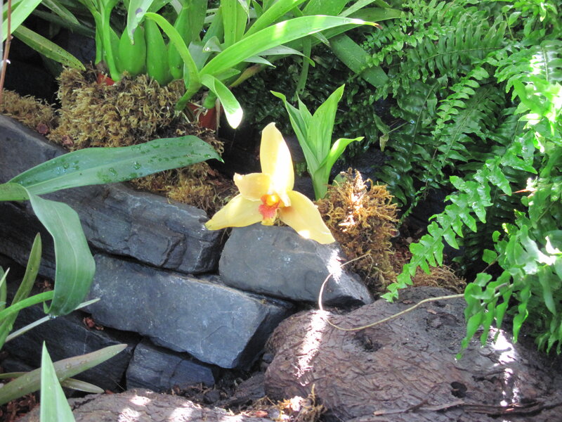 Yellow Orchid Flower — Green, Natural