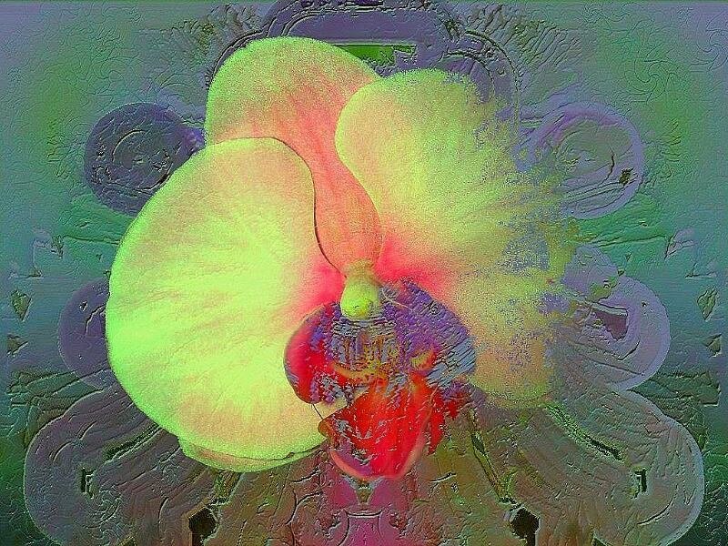 Yellow Orchid Flower — Green