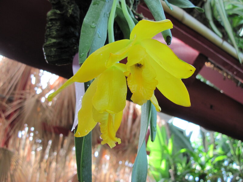 Yellow Orchid Flower — Natural, Afternoon