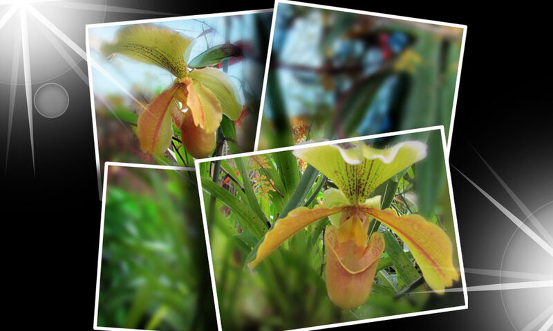 Yellow Orchid Flower — Natural, Photograph, Green Leaves
