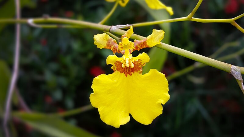 Yellow Orchid Flower — Natural, Photograph, Stem