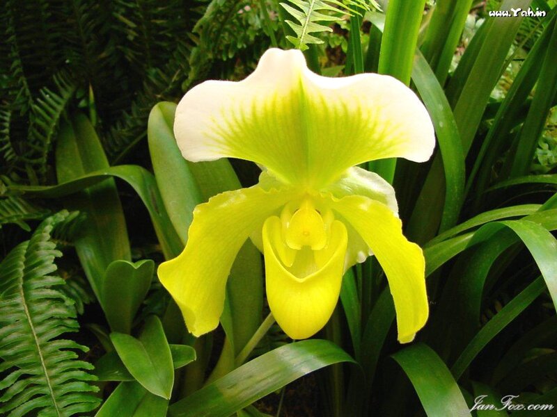 Yellow Orchid Flower — Natural, Photograph