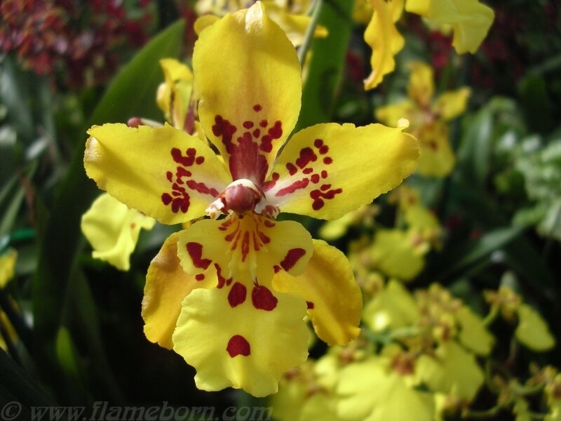 Yellow Orchid Flower — Natural