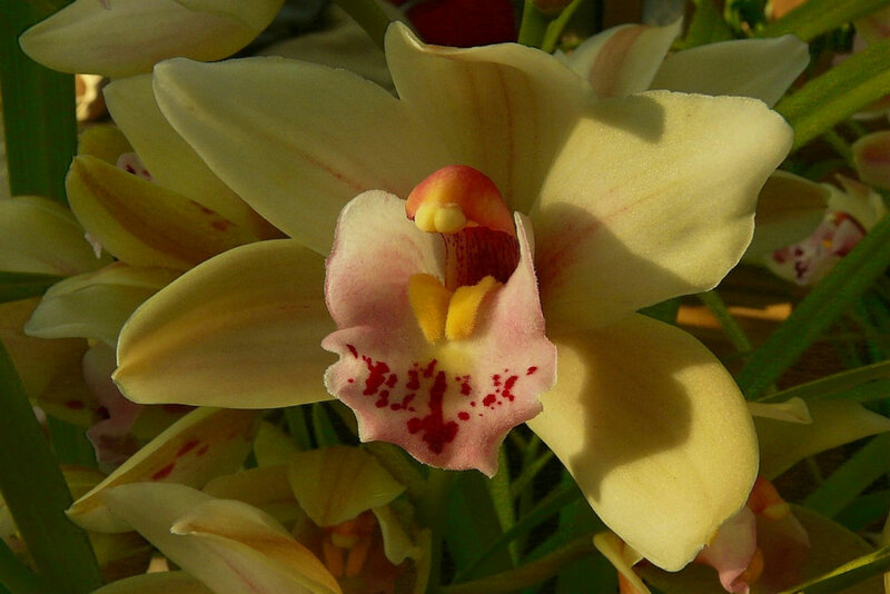 Yellow Orchid Flower — Serene, Afternoon
