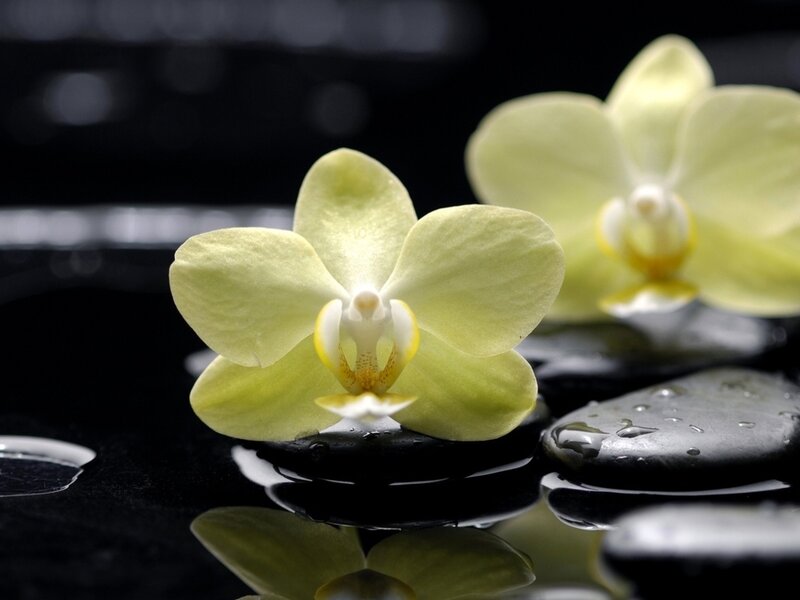 Yellow Orchid Flower — Serene, Photograph, Rocks