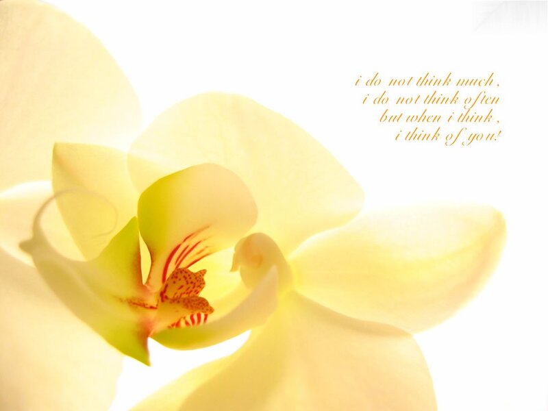 Yellow Orchid Flower — Serene, Photograph