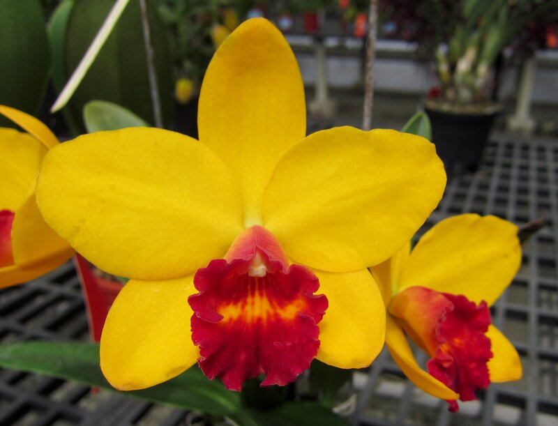 Yellow Orchid Flower — Vibrant
