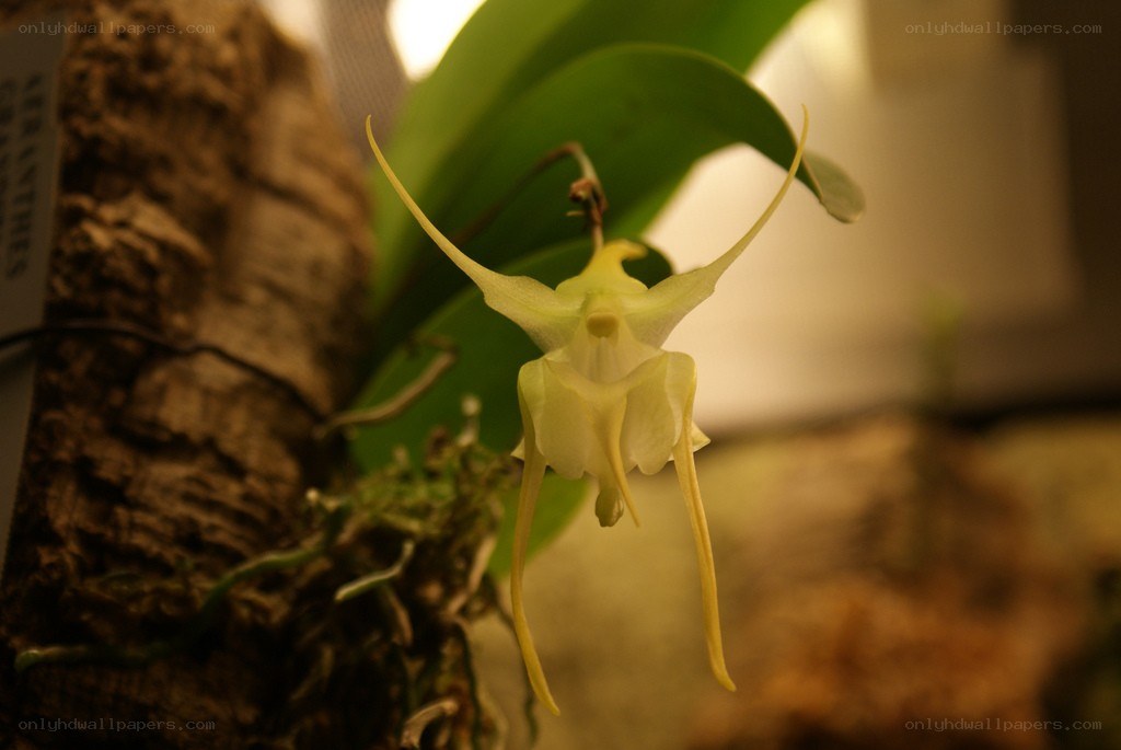 Yellow orchid flower