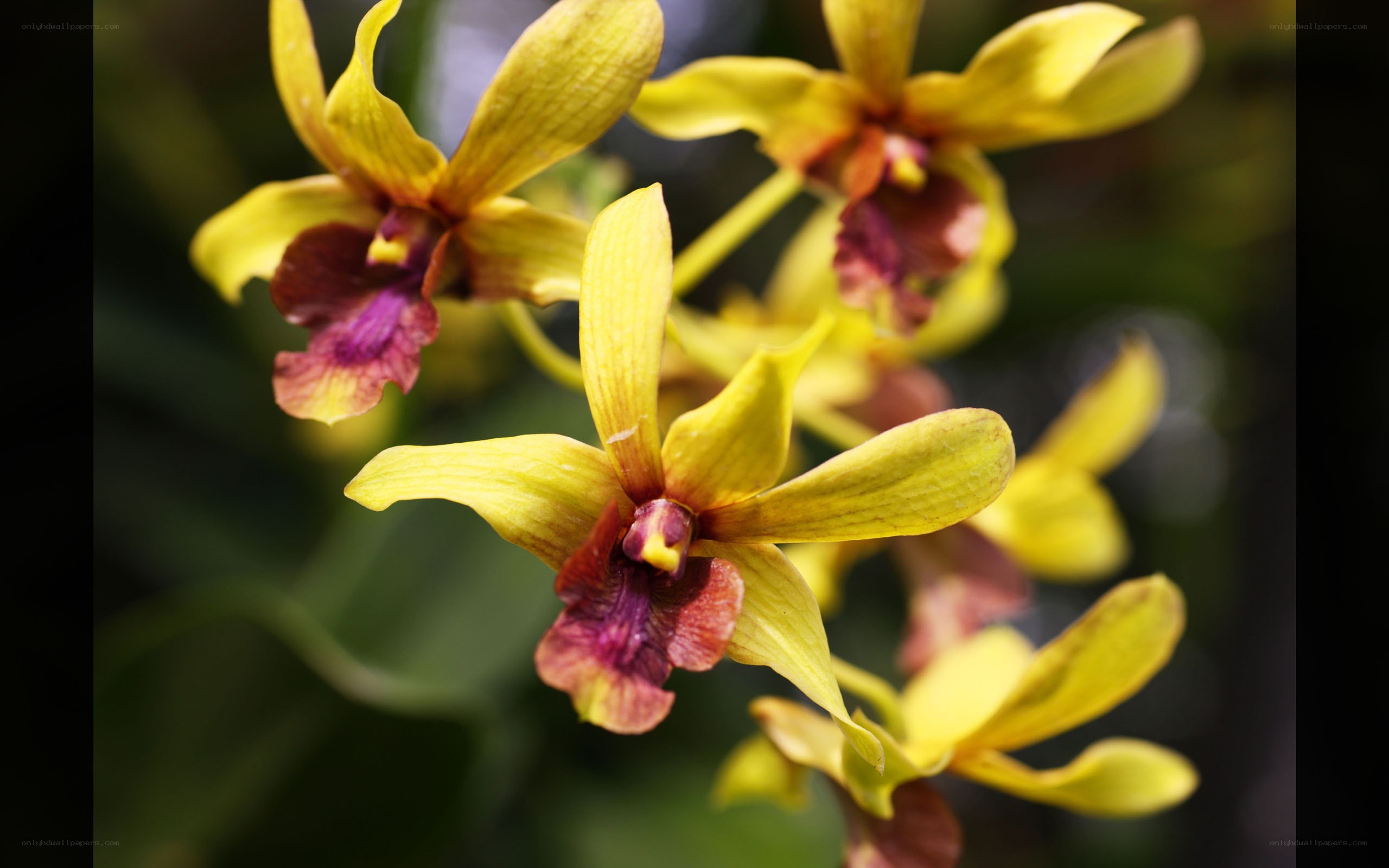 yellow orchid flowers