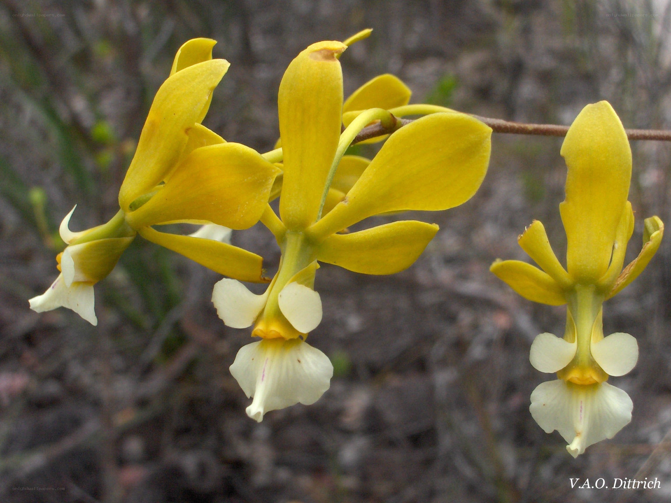 yellow orchid flowers