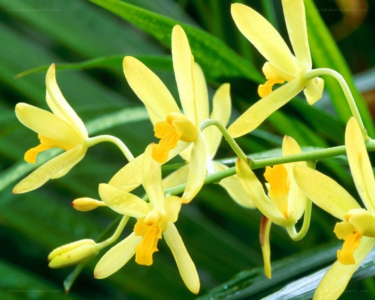 yellow orchid flowers