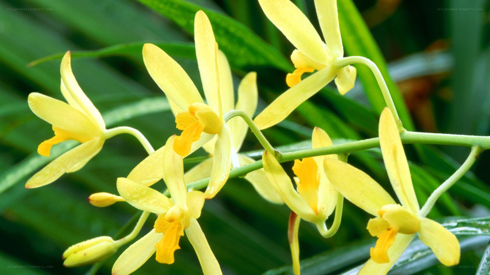 yellow orchid flowers