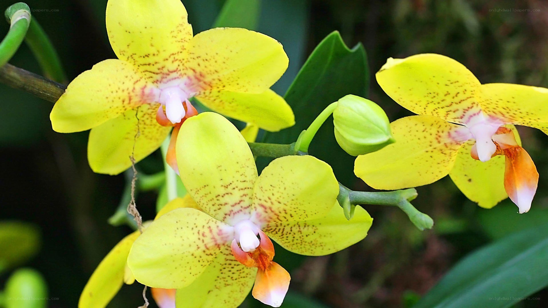 yellow orchid flowers