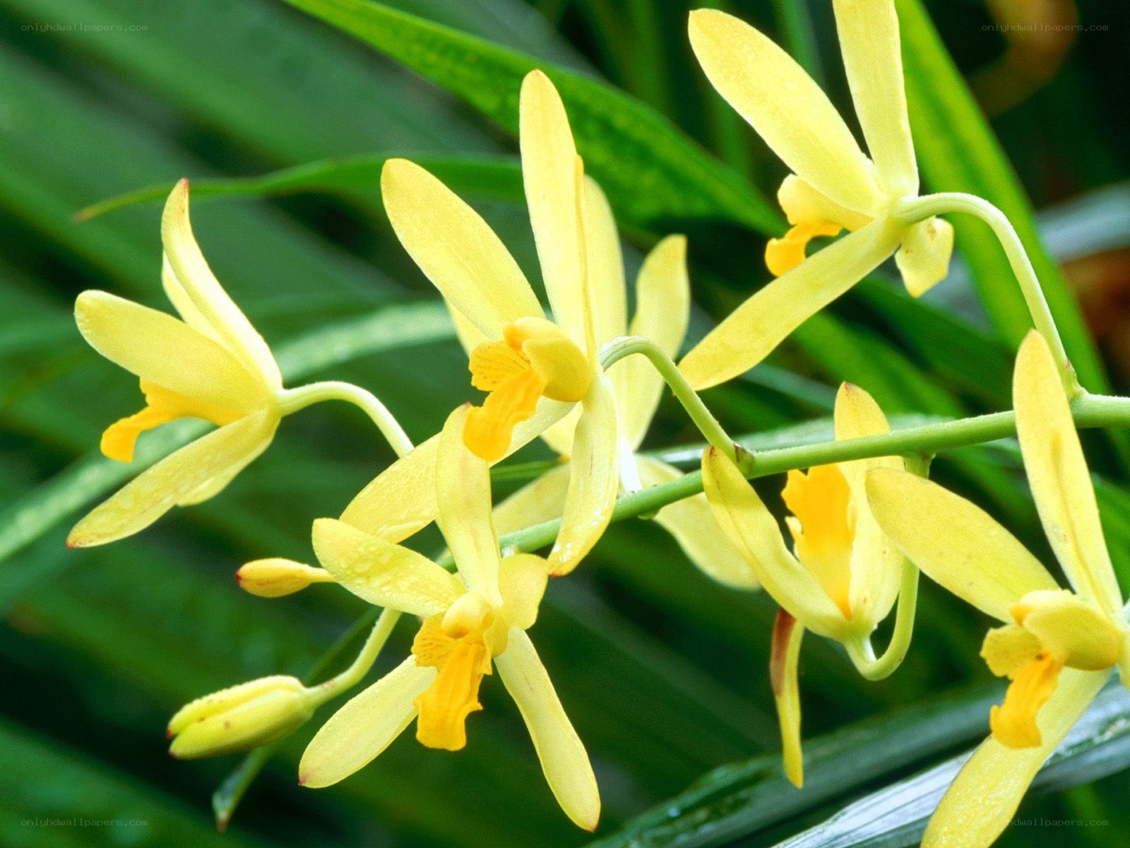 yellow orchid flowers