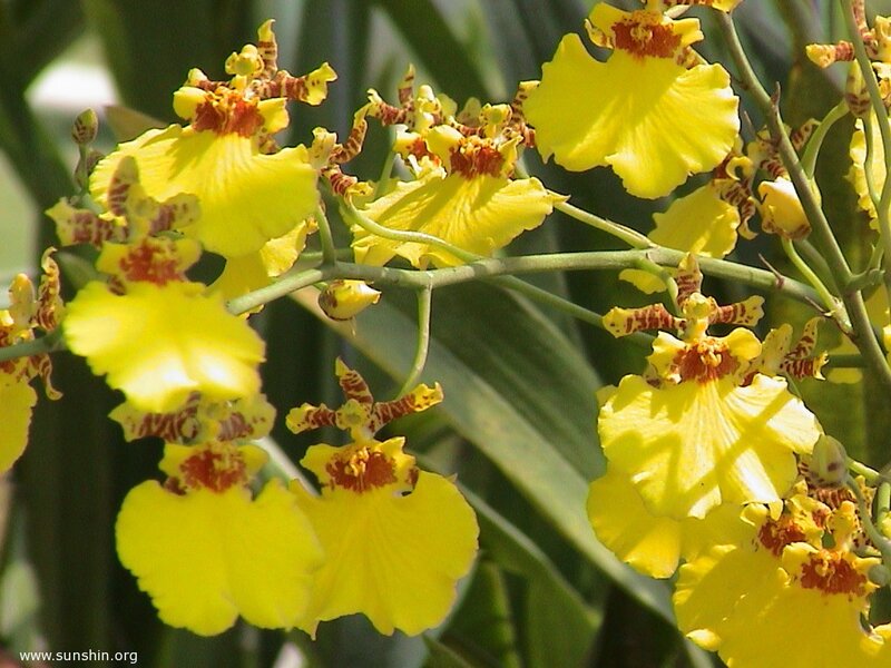 yellow orchid flowers