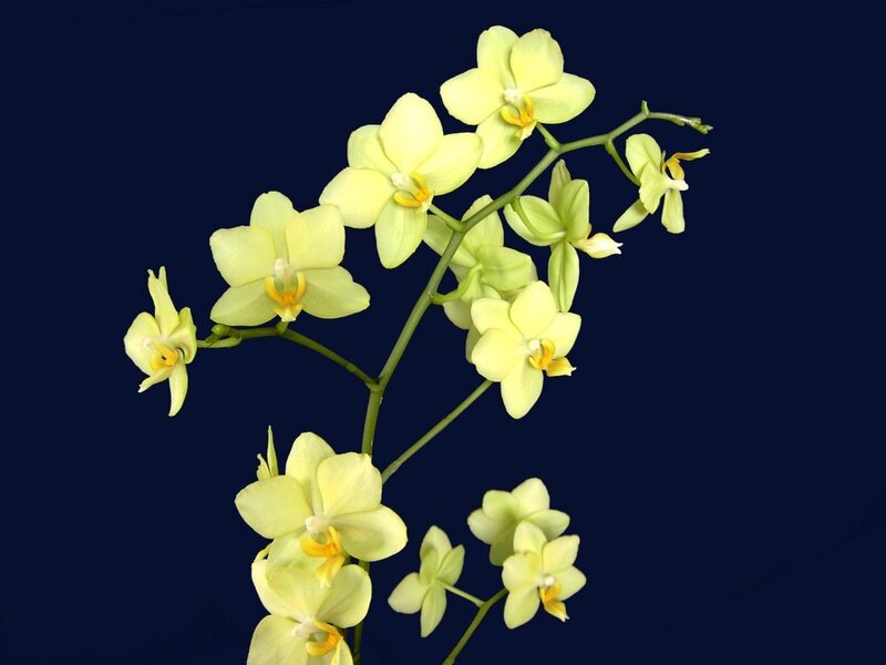 yellow orchid flowers