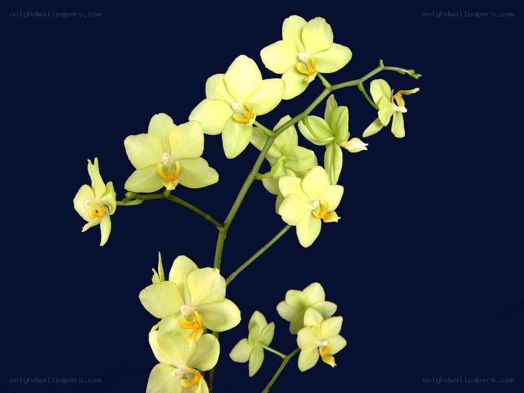 yellow orchid flowers