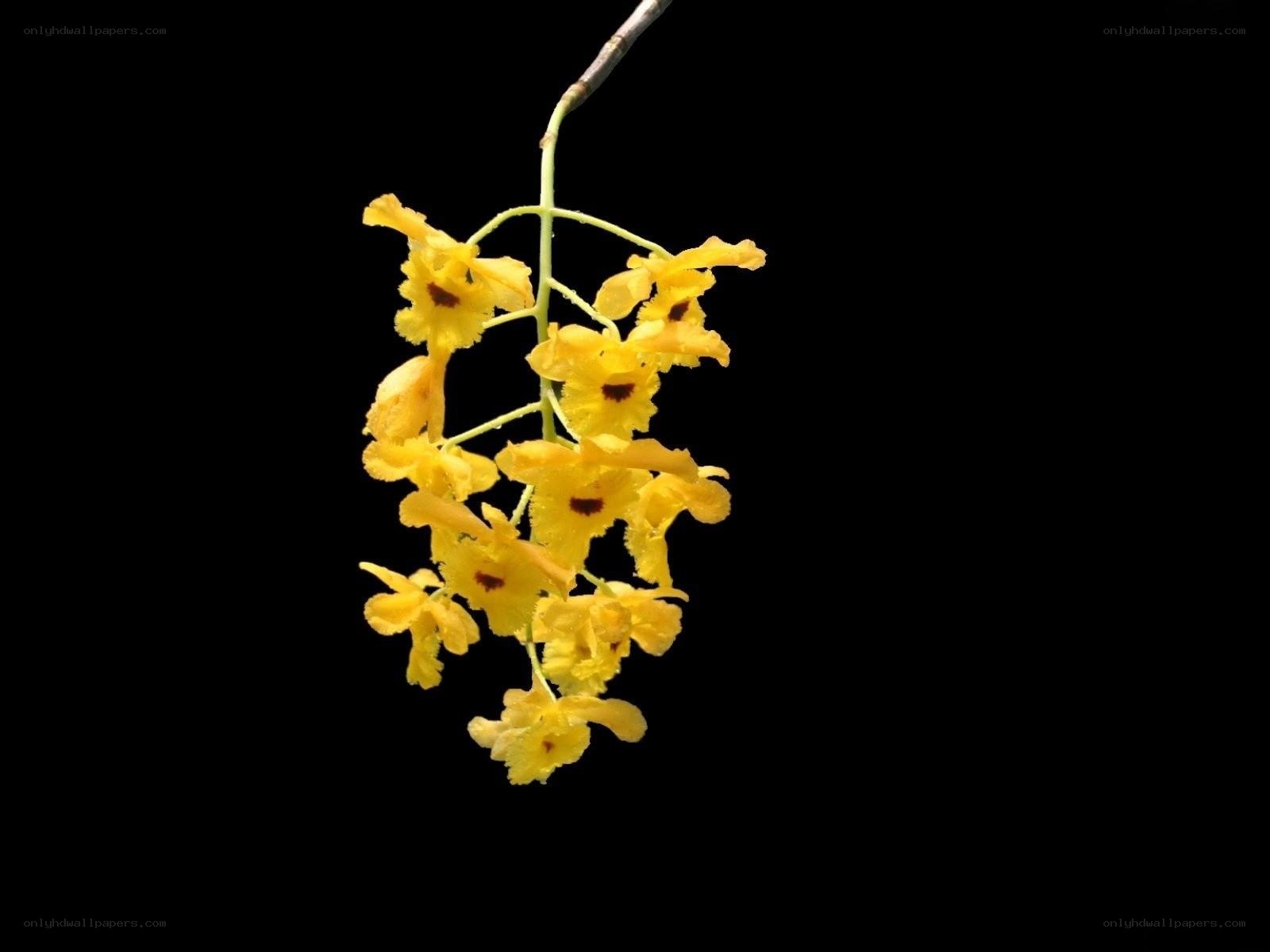 Yellow orchid flowers