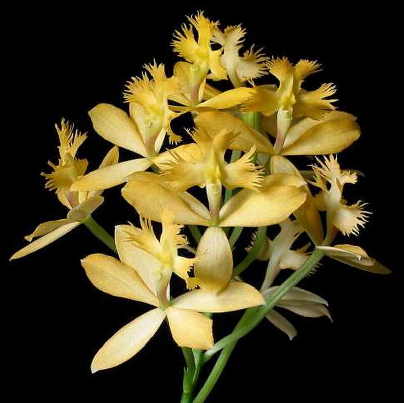 yellow orchid flowers