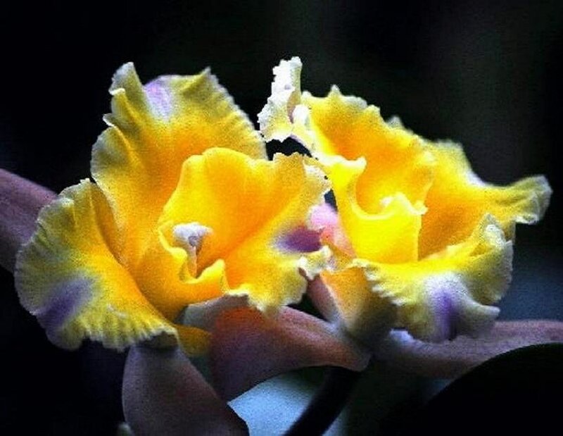 Yellow orchid flowers