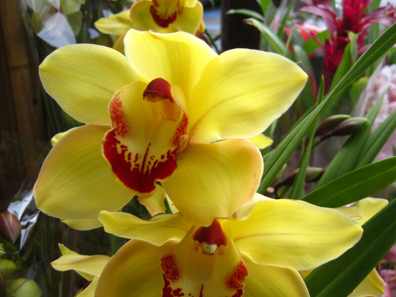 yellow orchid flowers