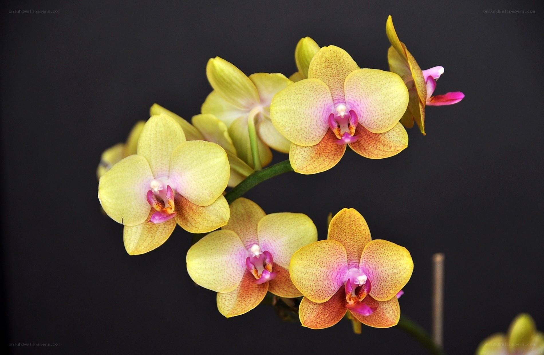Yellow orchid flowers