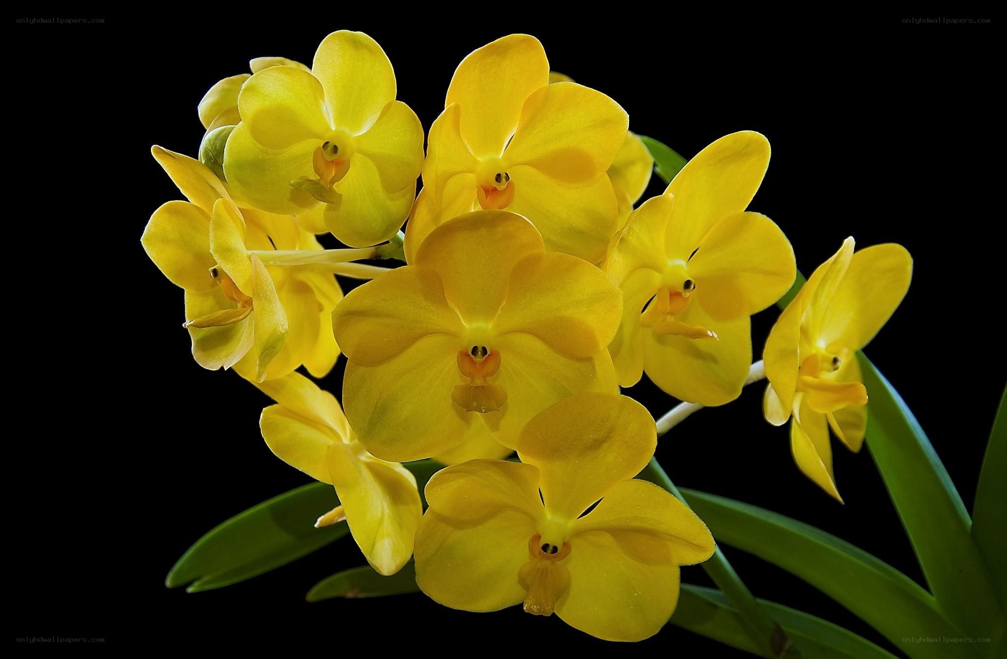 Yellow orchid flowers