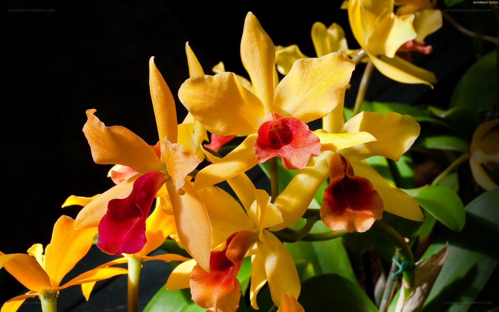 yellow orchid flowers