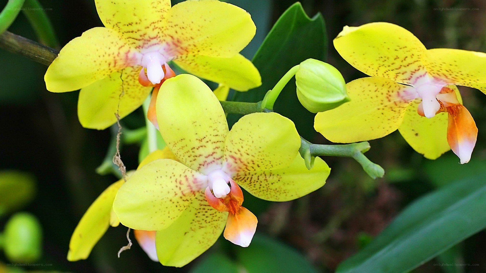 yellow orchid flowers