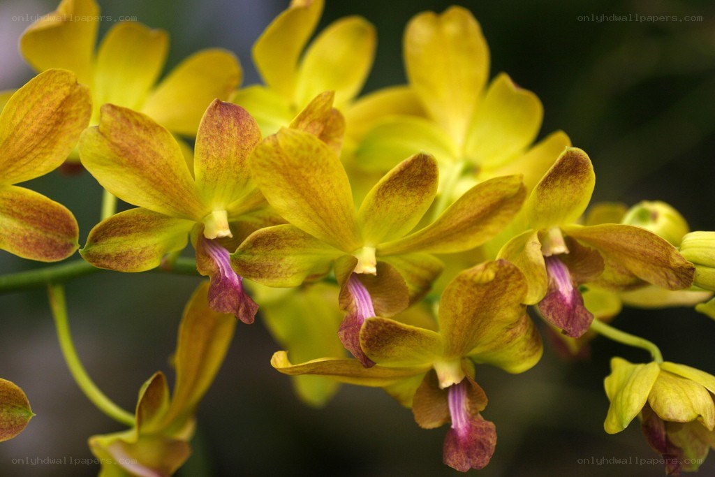Yellow orchid flowers
