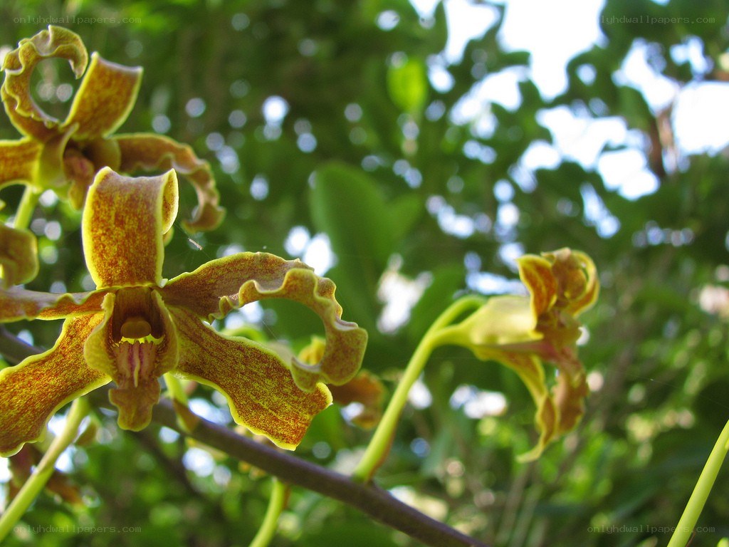yellow orchid flowers