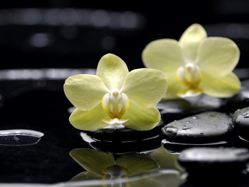 Yellow Orchid Flowers — Black