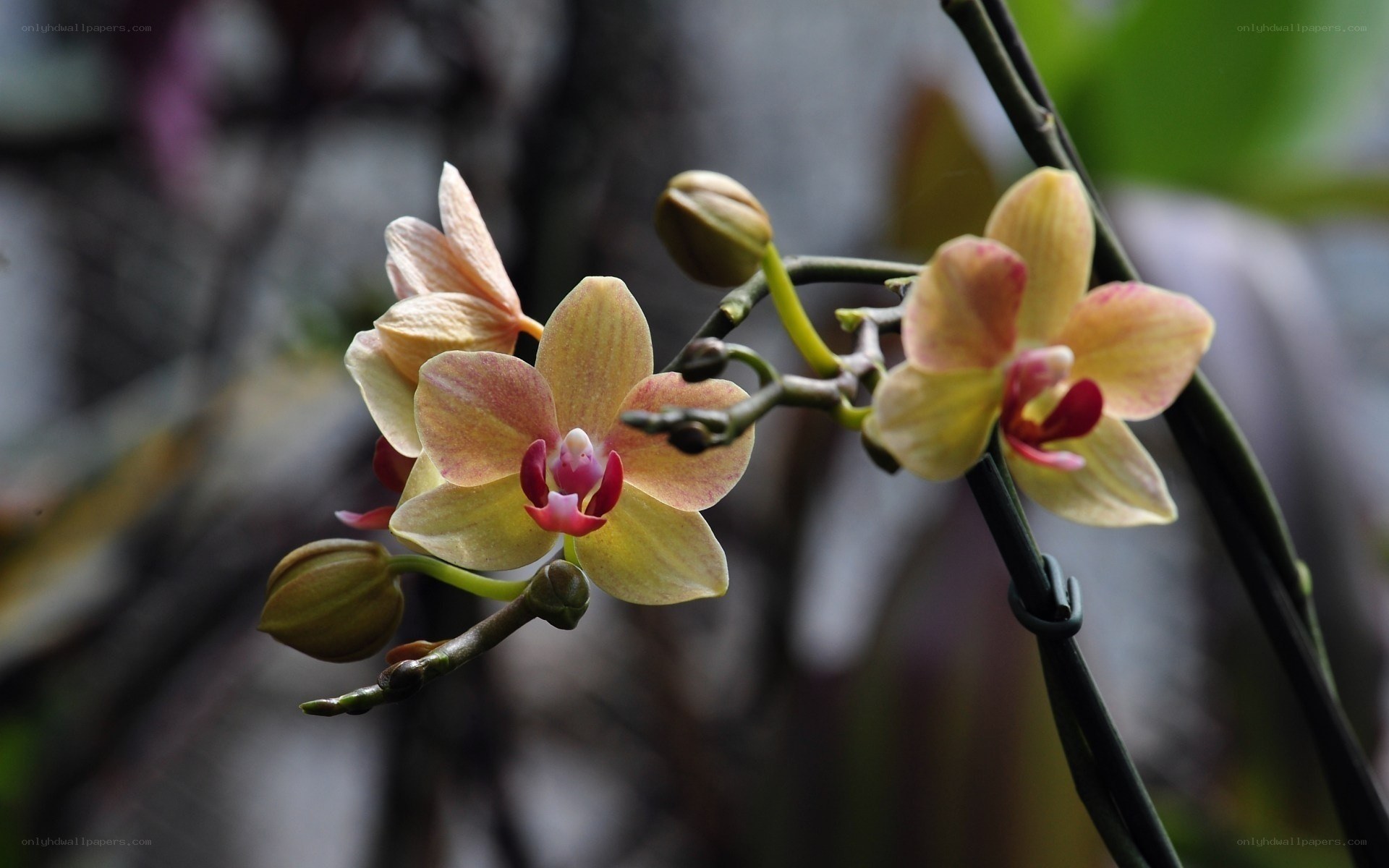yellow orchid flowers blooming