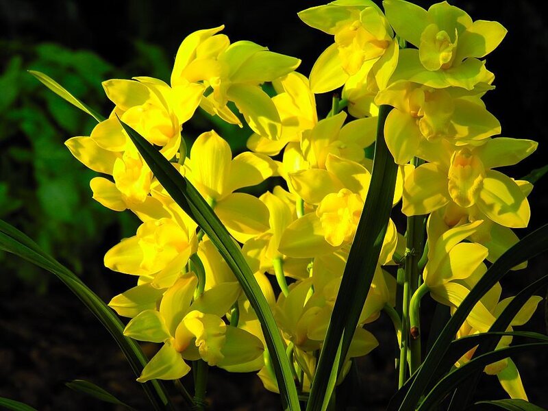 Yellow Orchid Flowers — Bright, Afternoon