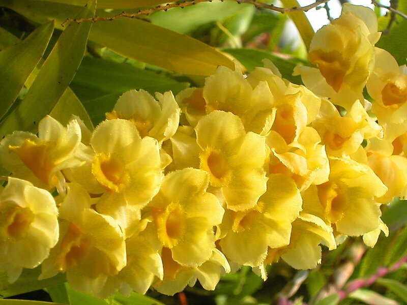 Yellow Orchid Flowers — Bright