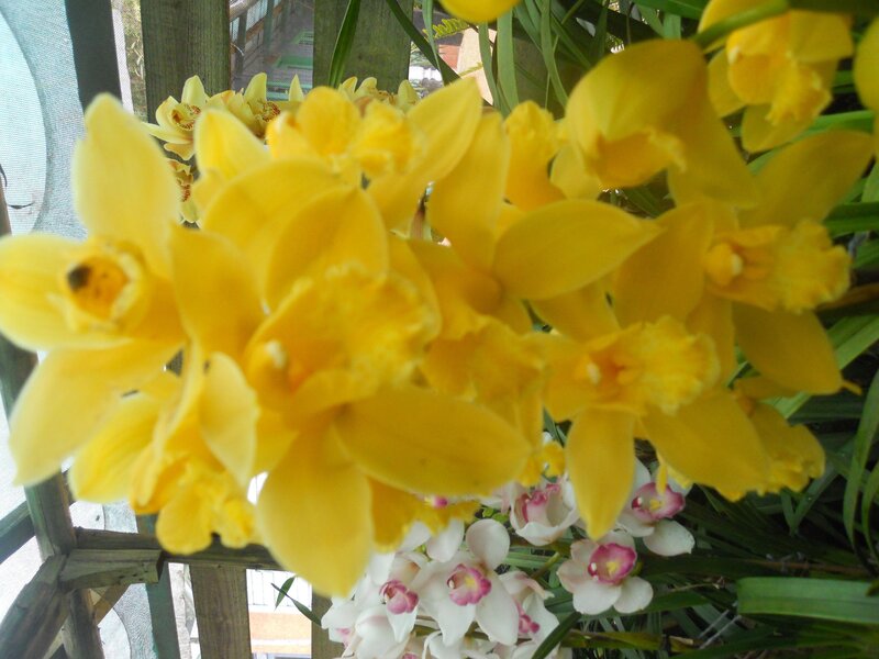 Yellow Orchid Flowers — Calm, Afternoon, Photograph, White Orchids